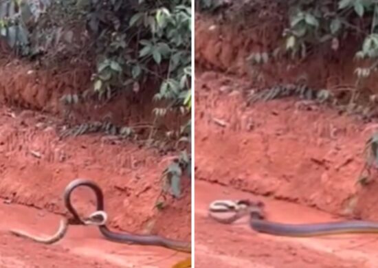 A cobra é imune ao veneno de cobras e, por isso, consegue devorar outras serpentes