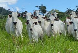 febre aftosa em Roraima