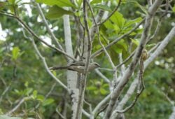 Aves em Roraima: estado tem lei para preservação de espécie