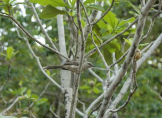 Aves em Roraima: estado tem lei para preservação de espécie
