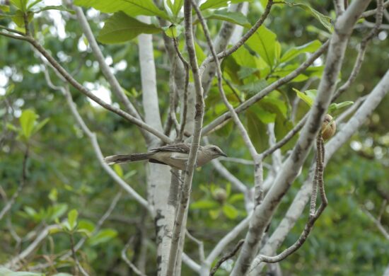 Aves em Roraima: estado tem lei para preservação de espécie