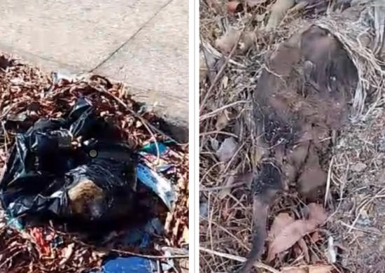 Moradores reclamam que animais mortos estão sendo jogados em rua de Boa Vista