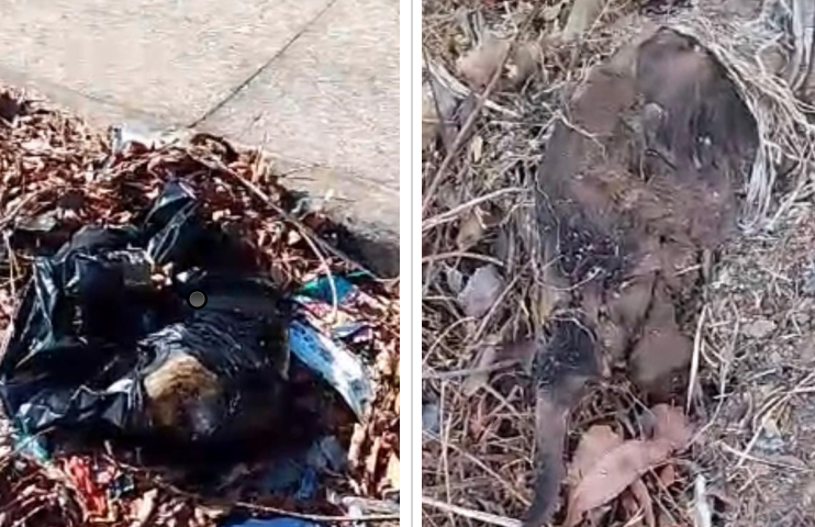 Moradores reclamam que animais mortos estão sendo jogados em rua de Boa Vista