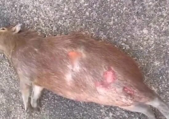 Queimadas em Roraima: animais continuam morrendo por conta do fogo