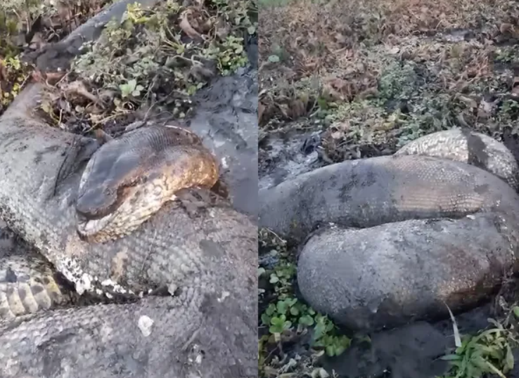 Queimadas em Roraima: animais continuam morrendo por conta do fogo  