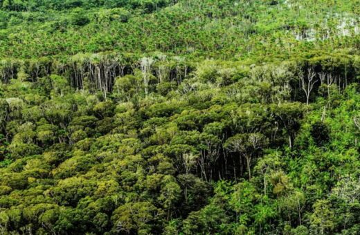 Alertas de desmatamento no Pará caíram em março - Foto: Reprodução/Agência Pará