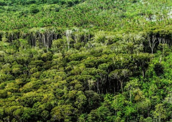Alertas de desmatamento no Pará caíram em março - Foto: Reprodução/Agência Pará