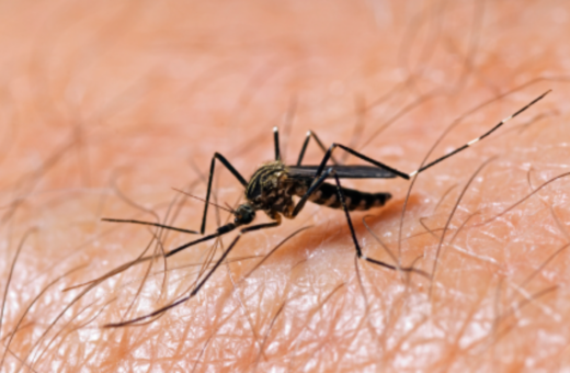 Dengue: alunos da rede pública começam a receber vacinação.