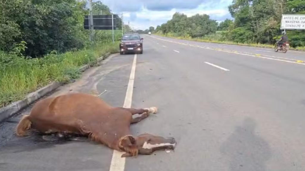 Égua morreu atropelada - Foto: Divulgação