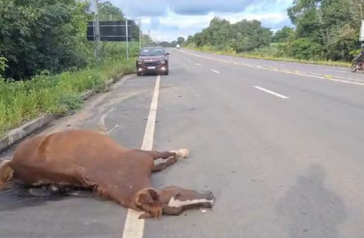 Égua morreu atropelada - Foto: Divulgação