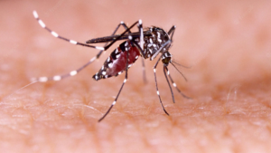 Mosquito transmissor da dengue - Foto: depositphotos