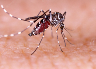 Mosquito transmissor da dengue - Foto: depositphotos