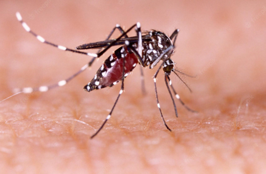 Mosquito transmissor da dengue - Foto: depositphotos