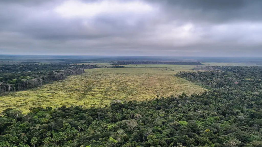 Projeto votado no Senado pode liberar o desmatamento de 25 milhões de hectares na Amazônia - Foto: Divulgação/Polícia Federal