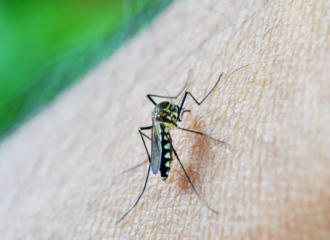 Suspeita é de que homem teria morrido de dengue grave em Rondônia - Foto: Pixabay