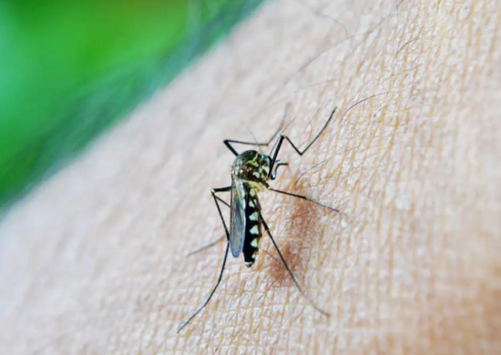 Suspeita é de que homem teria morrido de dengue grave em Rondônia - Foto: Pixabay
