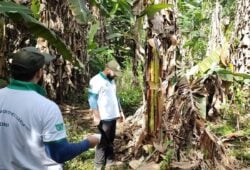 Praga em Roraima Técnicos da Aderr identificam possível ocorrência de doença em plantação de bananas 3