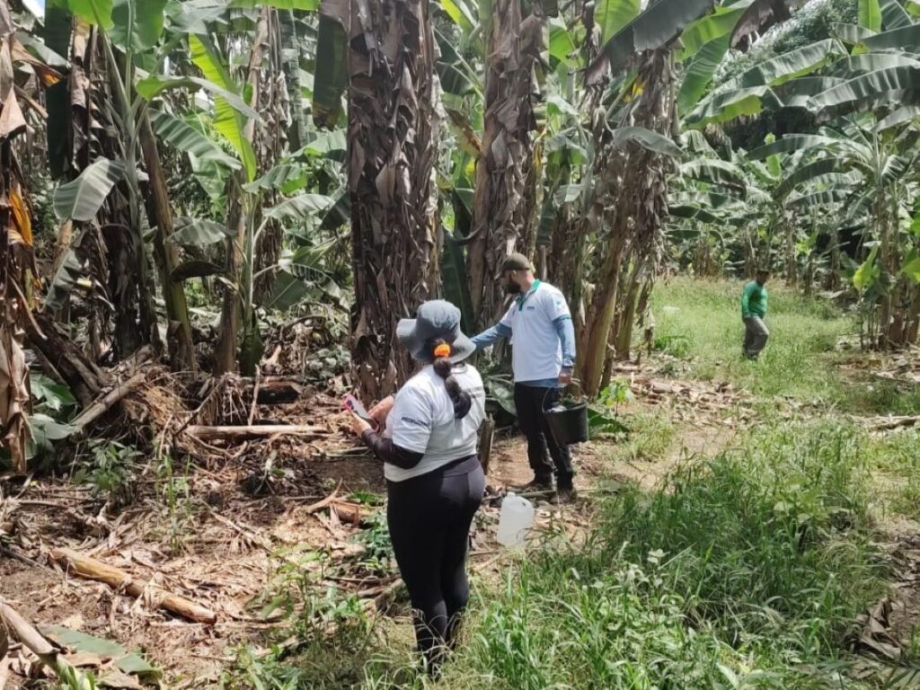 Equipes seguem monitorando possibilidade de praga em Roraima