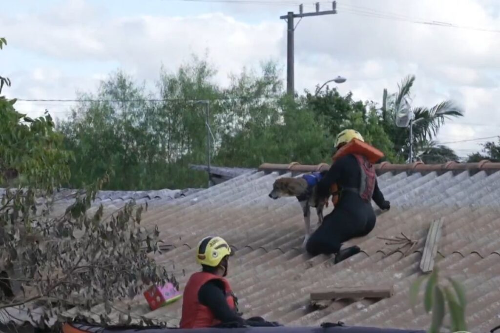 O cachorro estava perdido há sete dias