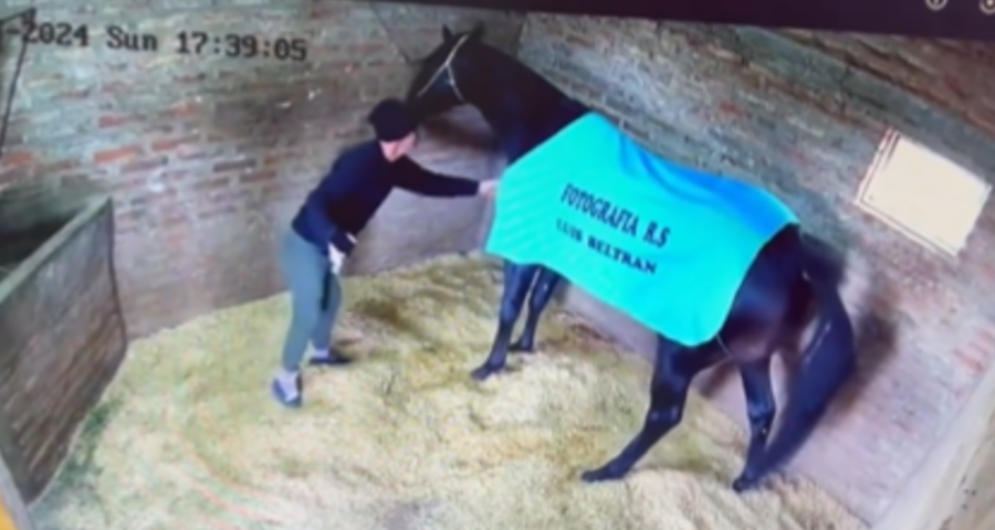 Brasileiro mata cavalo de R$ 150 mil envenenado na Argentina