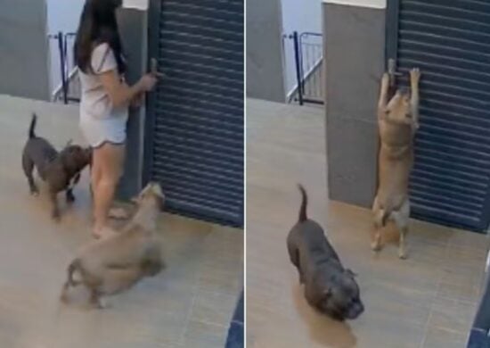 Cachorra pulou na maçaneta e trancou a porta. Imagem: Reprodução/Tik Tok