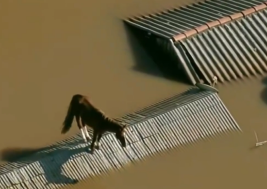 Cavalo ficar ilhado em cima de uma casa submersa em RS - Foto: Reprodução/TV Globo