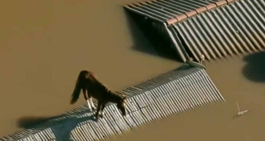 Cavalo ficar ilhado em cima de uma casa submersa em RS - Foto: Reprodução/TV Globo