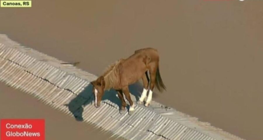 Cavalo ficou ilhado em cima de um telhado. Imagem: Reprodução/Globonews