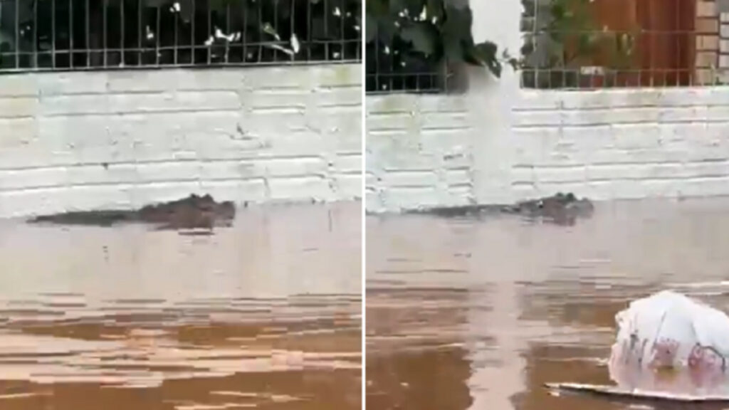 Imagens divulgadas em redes sociais mostram suposto aparecimento de jacarés em ruas alagadas de Porto Alegre - Foto: Reprodução internet