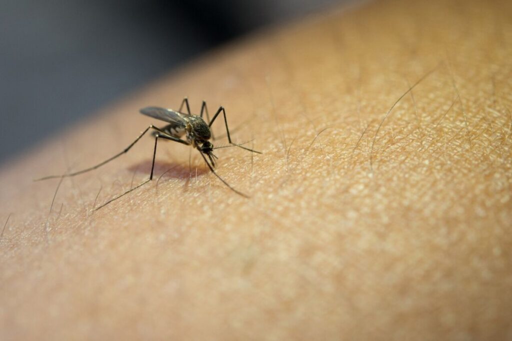 Mosquitos se atraem pelo cheiro da pessoa. Imagem: Freepik