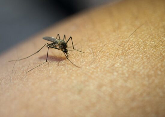Mosquitos se atraem pelo cheiro da pessoa. Imagem: Freepik