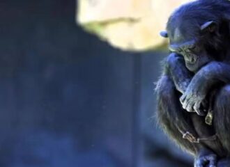 Chimpanzé se recusa largar filhote morto - Foto: Reprodução/Internet