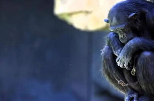 Chimpanzé se recusa largar filhote morto - Foto: Reprodução/Internet