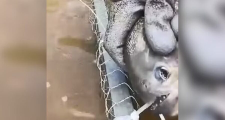 Piranha cortou três lacres de plástico. Imagem: Reprodução/X