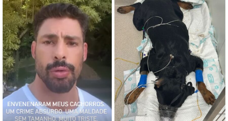 Cauã Reymond desabafa sobre cachorros envenenados - Foto: Reprodução/Instagram @cauareymond