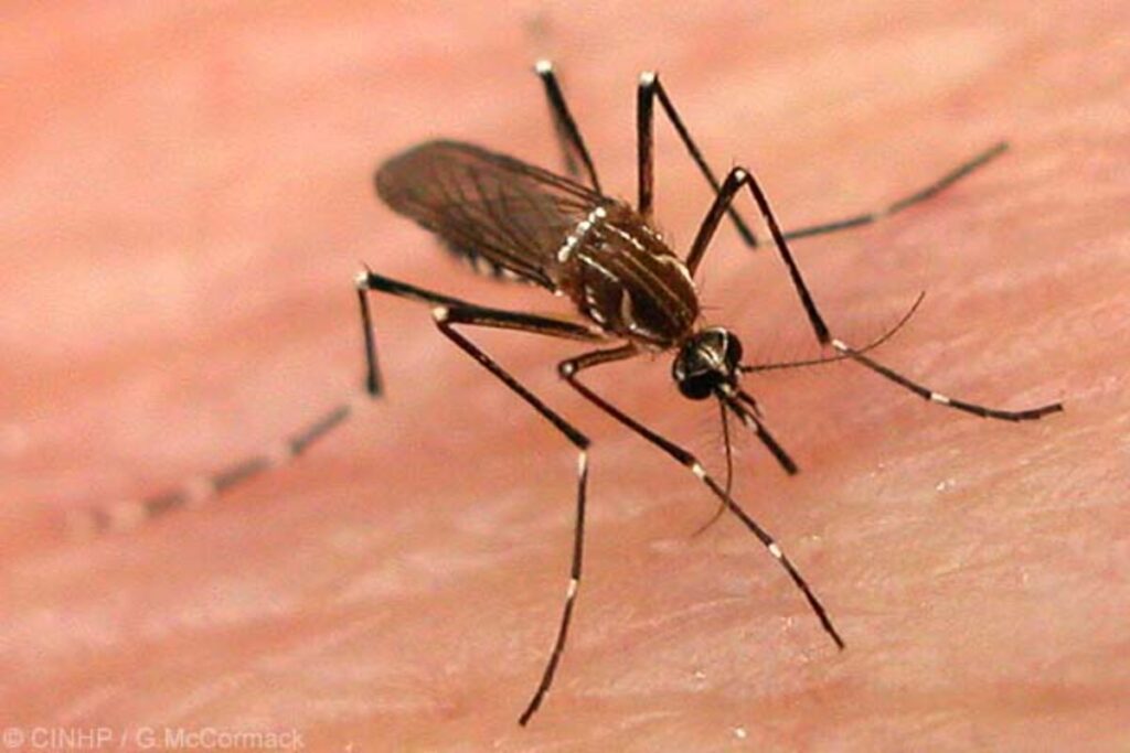 Brasil perto de 4 mil mortes por Dengue; DF lidera casos por habitante.