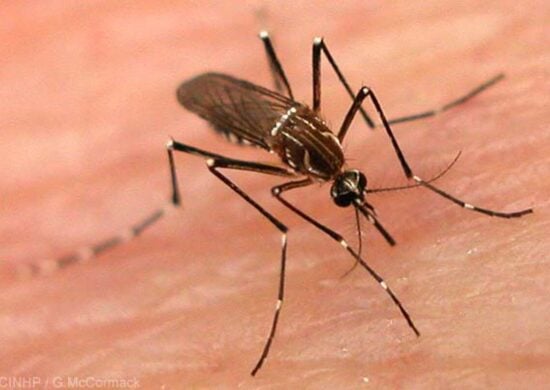 Brasil perto de 4 mil mortes por Dengue; DF lidera casos por habitante.