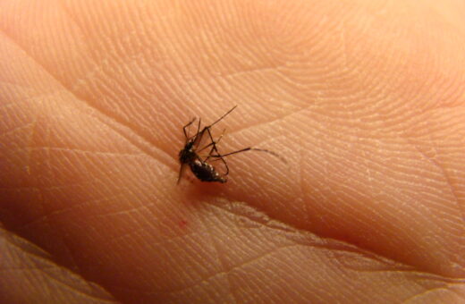 Dengue: DF registra mais de 400 mortes pela doença em 2024.