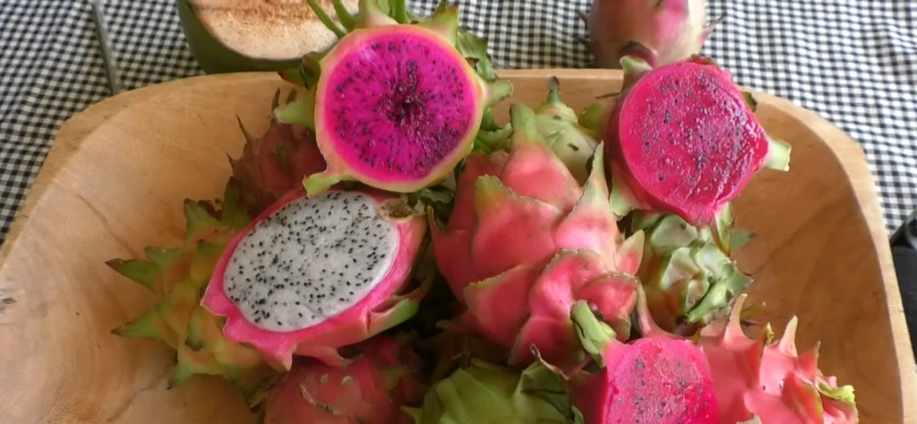 Fruta exótica: Plantação de pitaya transforma realidades e gera emprego no Tocantins