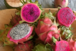 Fruta exótica: Plantação de pitaya transforma realidades e gera emprego no Tocantins