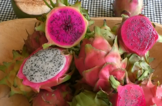 Fruta exótica: Plantação de pitaya transforma realidades e gera emprego no Tocantins