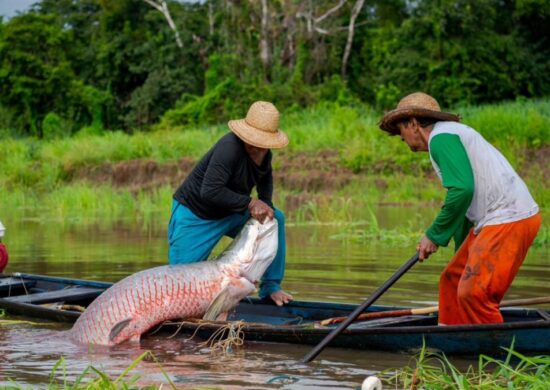 Manejo sustentável do pirarucu tem sido esrtudado há 25 anos - Foto: Divulgação/Instituto Mamirauá