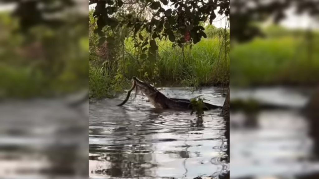 Jacaré e sucuri brigam por mais de 2 horas