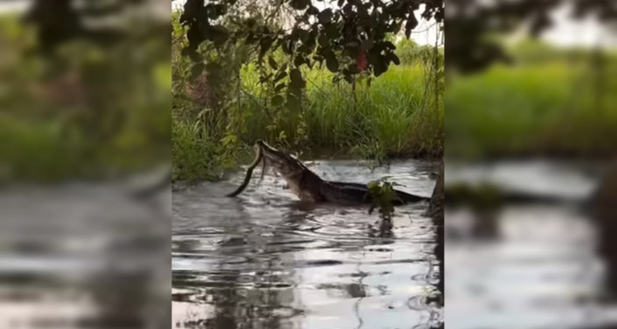 Jacaré e sucuri brigam por mais de 2 horas