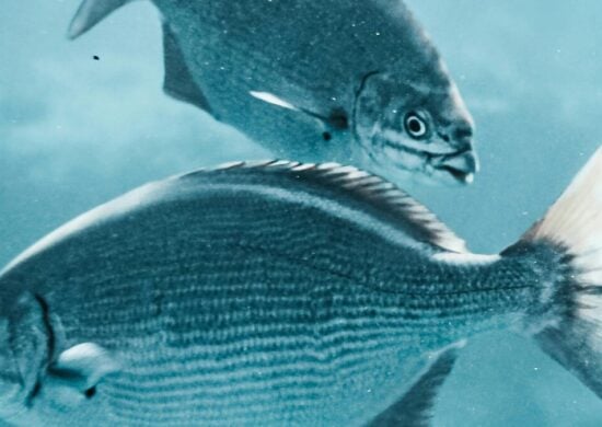 Nova espécie de peixe é encontrada na Amazônia