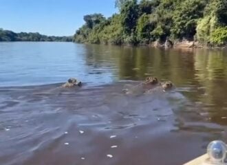 Onças-pintadas são filmadas nadando em rio de Rondônia