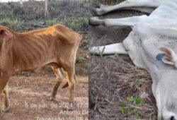 Roraima registrou a morte de 6.734 bois devido à falta de pastagem nas propriedades.