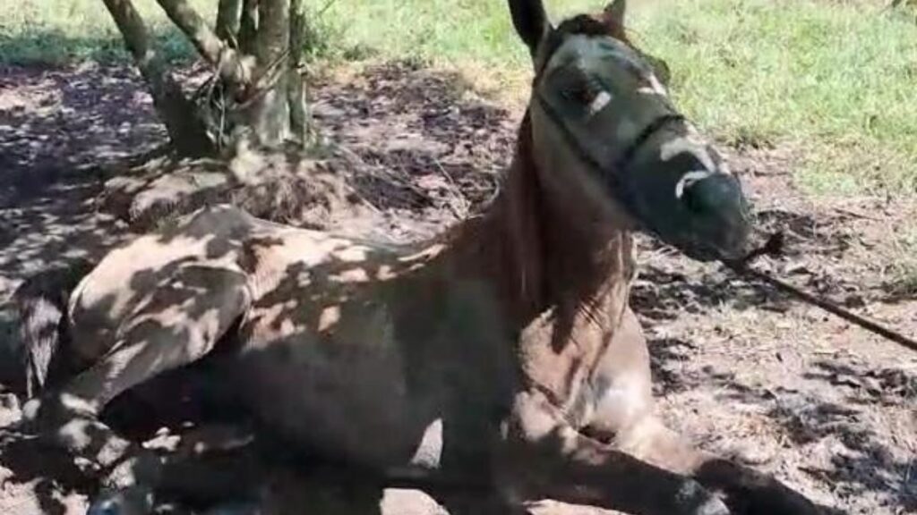 Cavalo com encefalites equina em Roraima