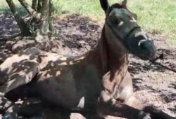 Cavalo com encefalites equina em Roraima