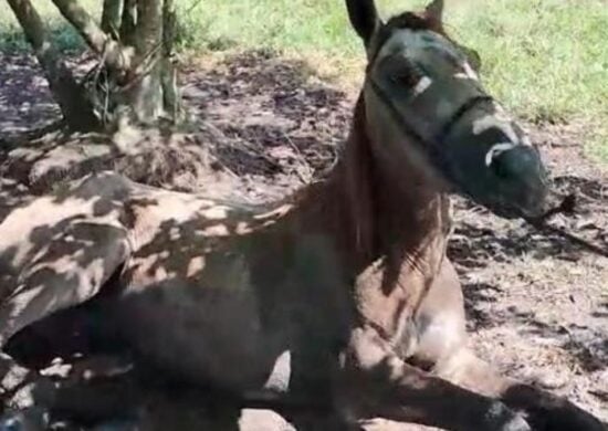 Cavalo com encefalites equina em Roraima
